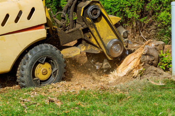 Professional Tree Service in Coopertown, TN